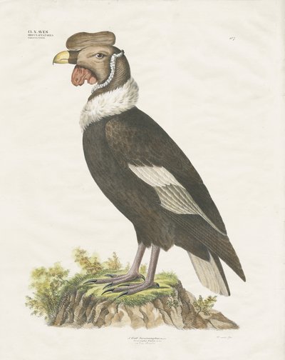 Andes-condor (handgekleurde litho) door Anstalt Arnz & Co.