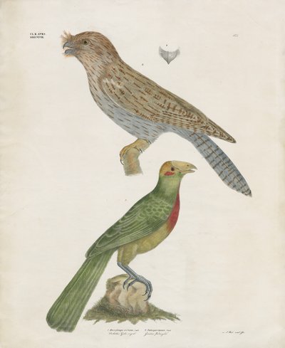 Barbet en Roller (handgekleurde litho) door Anstalt Arnz & Co.