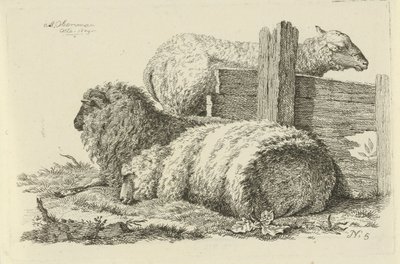 Liggend schaap en ram door Anthony Oberman