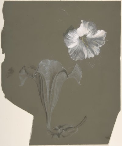 Een studie van twee witte lelies door Antoine Berjon