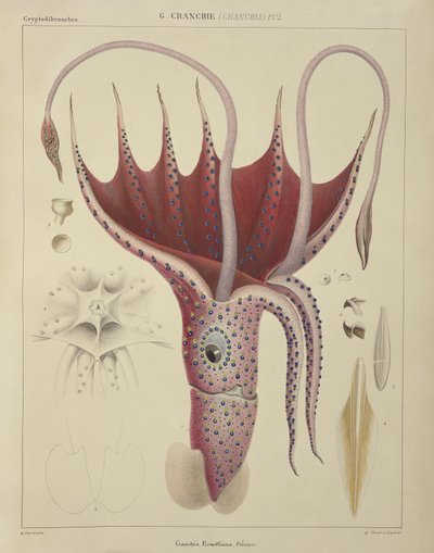 Inktvis, Pl.2 uit 