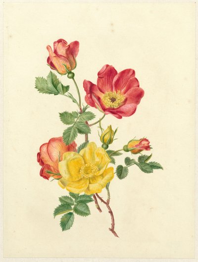 Takje wilde rozen door Antoinette Luden