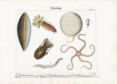 Diverse zeewormen en cnidaria door Anton Wachsmann