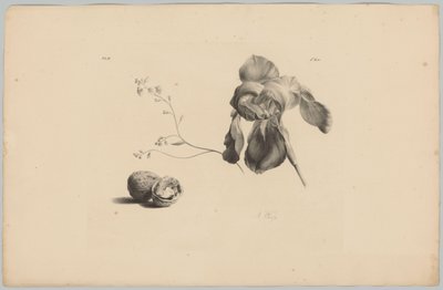 Amaryllis en walnoten door Anton Weiss