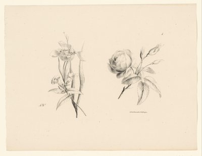 Roos en andere bloem door Anton Weiss