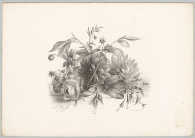Rozen, dahlia