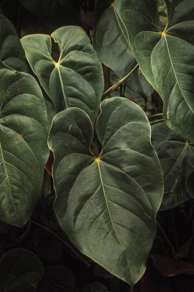 Anthurium Andraeanum V, 2024 (digitale fotografie) door Antonio Schubert