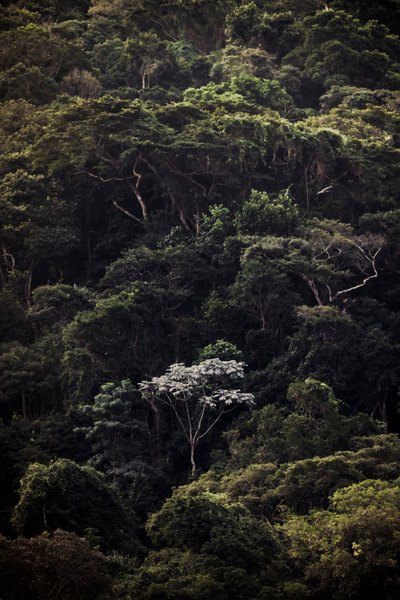  door Antonio Schubert