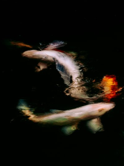  door Antonio Schubert