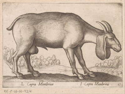 Mambrina geit door Antonio Tempesta