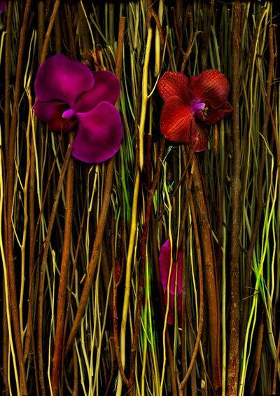  door Antonius Antonius