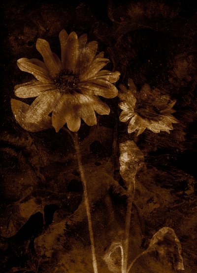  door Antonius Antonius