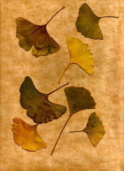 Ginkgo 2 door Antonius Antonius