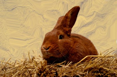 Haas door Antonius Antonius