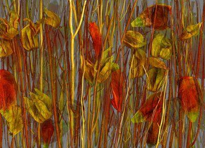  door Antonius Antonius