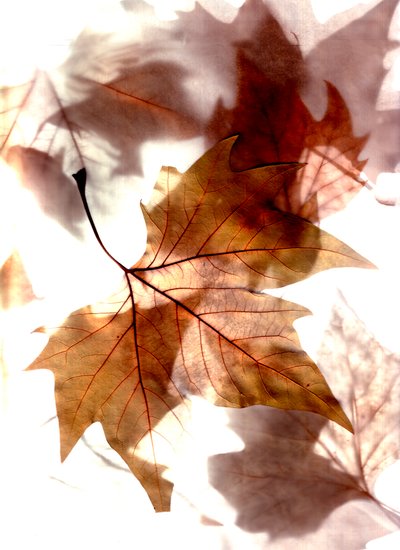 herfstwind door Antonius Antonius