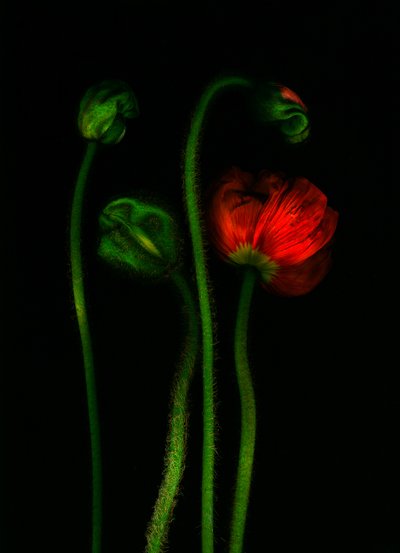  door Antonius Antonius