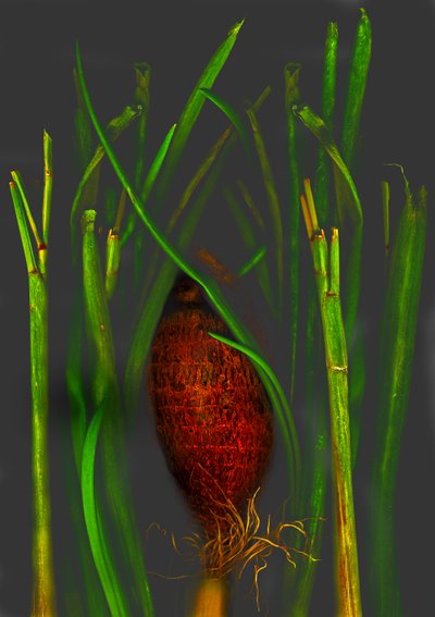  door Antonius Antonius