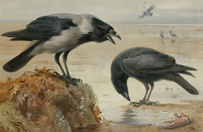 Een Kapkraai en een Aaskraai door Archibald Thorburn