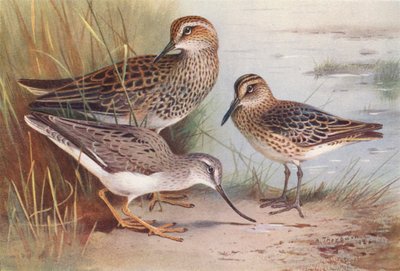 Amerikaanse Gestreepte Strandloper, Breedbekstrandloper, Terekruiter door Archibald Thorburn