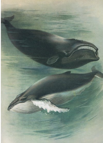Atlantische Witte Walvis en Bultrug, uit Thorburn