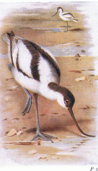 Kluut, uit Birds of the British Isles and Their Eggs gepubliceerd door Frederick Warne & Co Ltd, 1958 door Archibald Thorburn