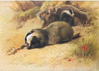 Dassen, uit Thorburns Zoogdieren gepubliceerd door Longmans and Co, ca. 1920 door Archibald Thorburn