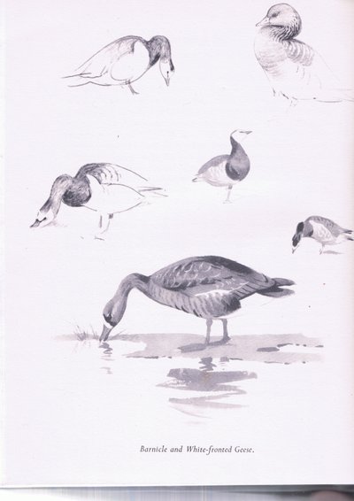 Brandganzen en Rietganzen door Archibald Thorburn