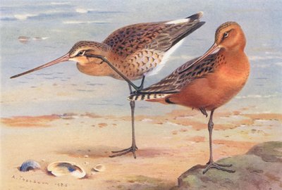 Grutto (zomer), Rosse Grutto (zomer) door Archibald Thorburn