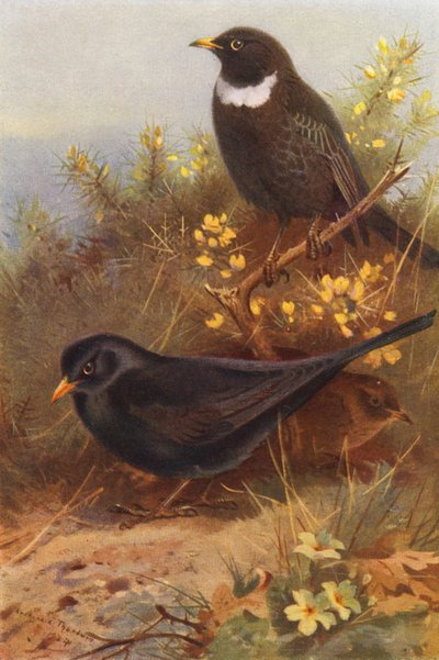 Merel (mannetje en vrouwtje), Beflijster door Archibald Thorburn