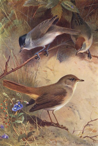 Zwartkop (mannetje en vrouwtje), Nachtegaal door Archibald Thorburn