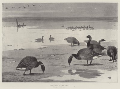 Brandganzen aan de kust door Archibald Thorburn