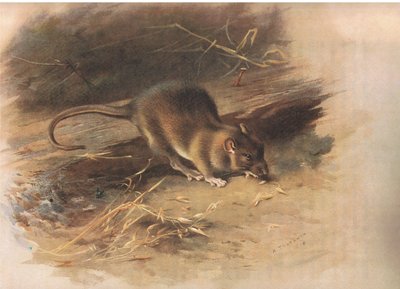 Bruine rat, uit Thorburns Zoogdieren gepubliceerd door Longmans and Co, ca. 1920 door Archibald Thorburn