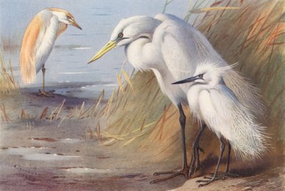 Rode Reiger, Grote Witte Reiger, Kleine Zilverreiger door Archibald Thorburn