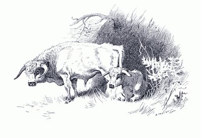 Vee, uit Thorburn