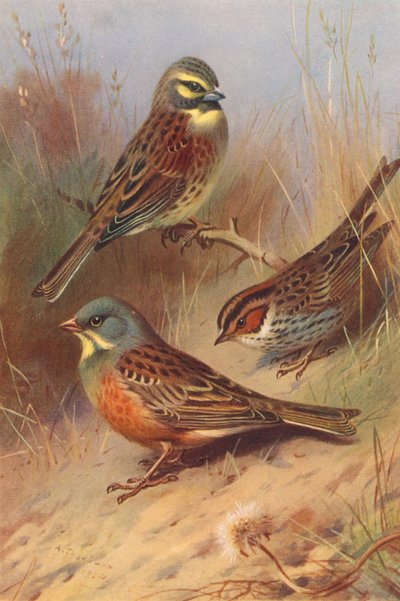 Cirl Gors, Kleine Gors, Ortolaan door Archibald Thorburn