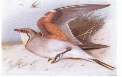 Kraagplevier, uit Birds of the British Isles and Their Eggs gepubliceerd door Frederick Warne & Co Ltd, 1958 door Archibald Thorburn
