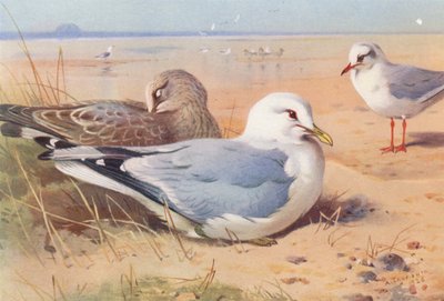 Zilvermeeuw (volwassen en jong), Kokmeeuw (winter) door Archibald Thorburn