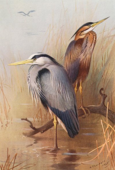 Gewone reiger, purperreiger (kleur litho) door Archibald Thorburn