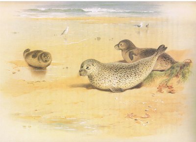 Gewone zeehond, uit Thorburns Zoogdieren gepubliceerd door Longmans and Co, ca. 1920 door Archibald Thorburn