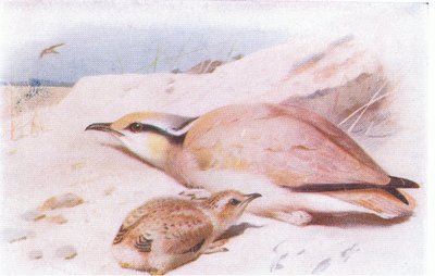 Crèmekleurige Renkoekoek, uit Birds of the British Isles and Their Eggs gepubliceerd door Frederick Warne & Co Ltd, 1958 door Archibald Thorburn