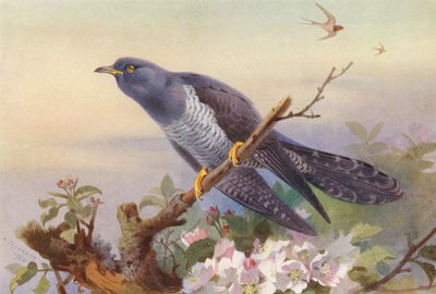 Koekoek door Archibald Thorburn
