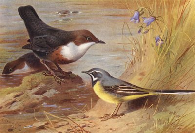 Waterspreeuw, Grijze Kwikstaart (kleur litho) door Archibald Thorburn