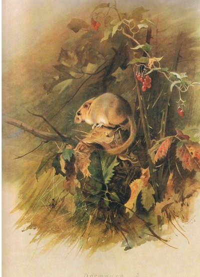 Hazelmuis, uit Thorburns Zoogdieren gepubliceerd door Longmans and Co, ca. 1920 door Archibald Thorburn