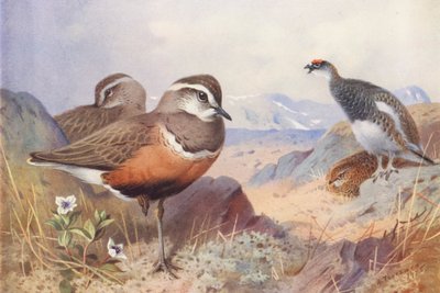 Strandloper, Sneeuwhoen (mannetje en vrouwtje, zomer) door Archibald Thorburn