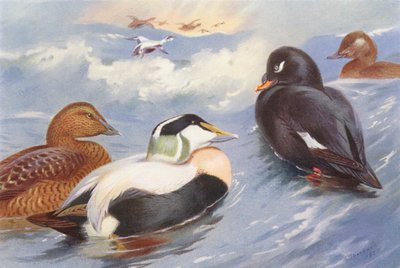 Eidereend (mannetje en vrouwtje), Zwarte zee-eend (mannetje en vrouwtje) door Archibald Thorburn