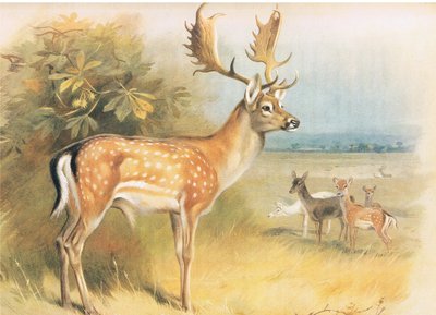 Damhert, uit Thorburns Zoogdieren gepubliceerd door Longmans and Co, ca. 1920 door Archibald Thorburn