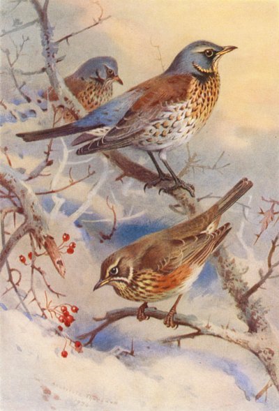 Kramsvogel, Koperwiek door Archibald Thorburn