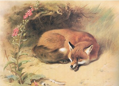 Vos met vingerhoedskruid, uit Thorburns Zoogdieren gepubliceerd door Longmans and Co, ca. 1920 door Archibald Thorburn