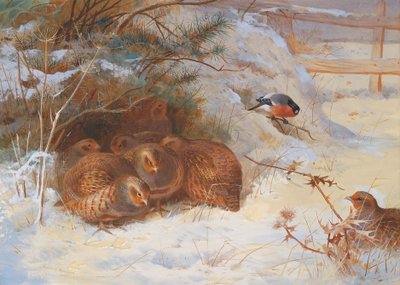 Frostige Ochtend, Fazant in de Winter door Archibald Thorburn